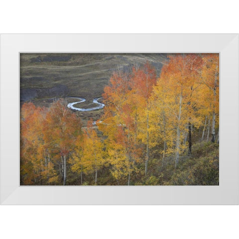 CO, Gunnison NF Aspen grove at peak autumn color White Modern Wood Framed Art Print by Grall, Don