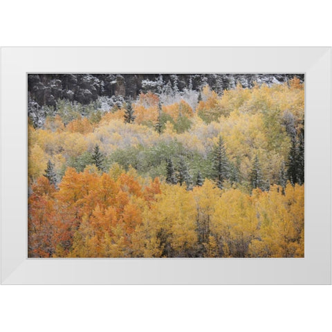Colorado, San Juan Mts Aspens after snowstorm White Modern Wood Framed Art Print by Grall, Don