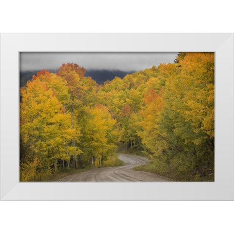 CO, San Juan NF Autumn aspen trees and road White Modern Wood Framed Art Print by Grall, Don