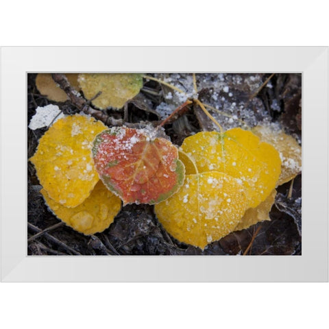 CO, Uncompahgre NF Frozen water on aspen leaves White Modern Wood Framed Art Print by Grall, Don