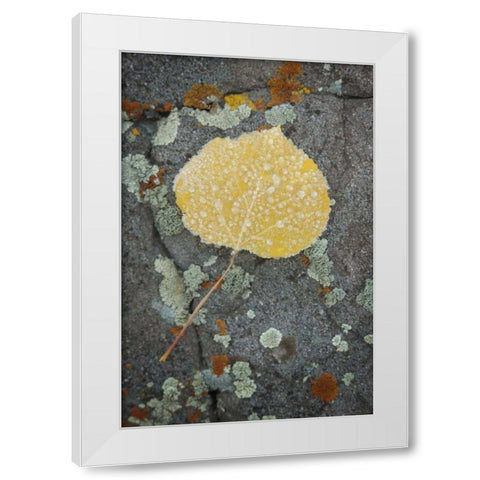 Colorado, Uncompahgre NF Rindrops on aspen leaf White Modern Wood Framed Art Print by Grall, Don