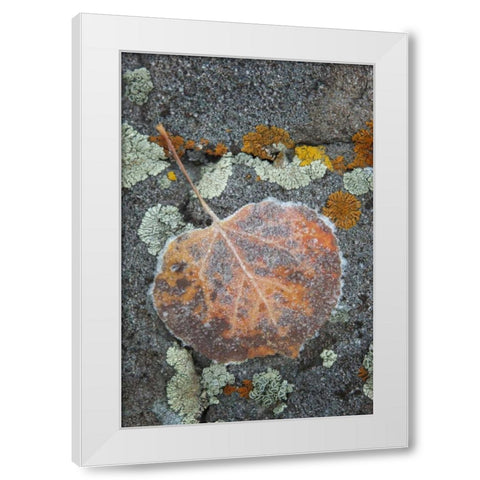 Colorado, Uncompahgre NF Rindrops on aspen leaf White Modern Wood Framed Art Print by Grall, Don
