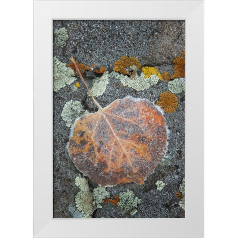 Colorado, Uncompahgre NF Rindrops on aspen leaf White Modern Wood Framed Art Print by Grall, Don