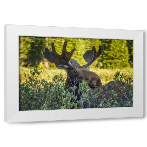 Colorado, Arapaho NF Wary male moose White Modern Wood Framed Art Print by Illg, Cathy and Gordon