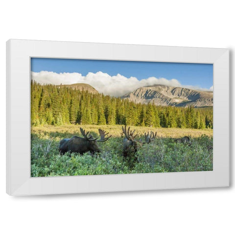 CO, Arapaho NF Male moose grazing on bushes White Modern Wood Framed Art Print by Illg, Cathy and Gordon