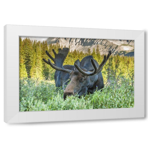 Colorado, Arapaho NF Male moose grazing on bush White Modern Wood Framed Art Print by Illg, Cathy and Gordon
