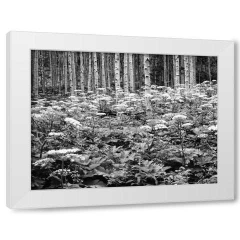 CO, Rocky Mts Cow parsnip grows in aspen grove White Modern Wood Framed Art Print by Flaherty, Dennis