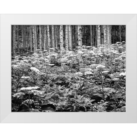 CO, Rocky Mts Cow parsnip grows in aspen grove White Modern Wood Framed Art Print by Flaherty, Dennis