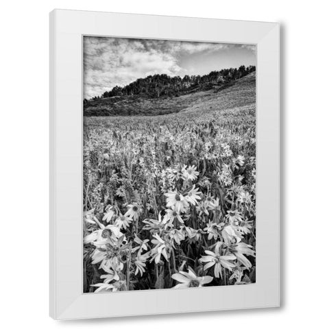 Colorado Wildflowers cover hillside White Modern Wood Framed Art Print by Flaherty, Dennis