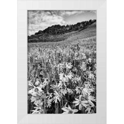 Colorado Wildflowers cover hillside White Modern Wood Framed Art Print by Flaherty, Dennis
