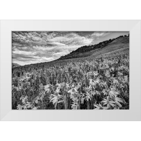 Colorado Wildflowers cover hillside White Modern Wood Framed Art Print by Flaherty, Dennis