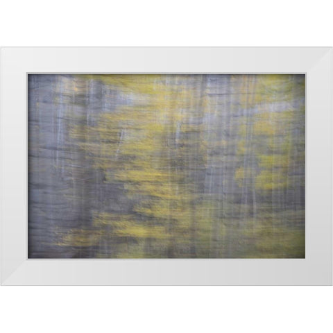 CO, Gunnison NF Abstract of aspens White Modern Wood Framed Art Print by Grall, Don
