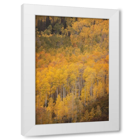 CO, Gunnison NF Aspen forest at peak autumn White Modern Wood Framed Art Print by Grall, Don