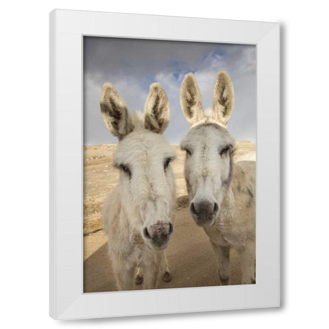 Colorado, South Park Close-up of wild burros White Modern Wood Framed Art Print by Grall, Don