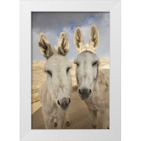 Colorado, South Park Close-up of wild burros White Modern Wood Framed Art Print by Grall, Don