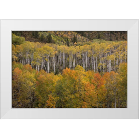 CO, White River NF Aspen grove at peak autumn White Modern Wood Framed Art Print by Grall, Don