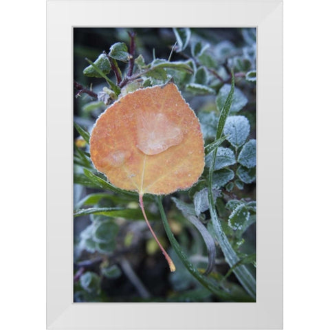CO, Uncompahgre NF Frozen raindrops on aspen White Modern Wood Framed Art Print by Grall, Don