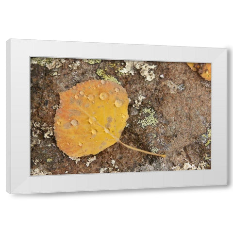 CO, Gunnison NF Aspen leaf and lichen on rock White Modern Wood Framed Art Print by Grall, Don