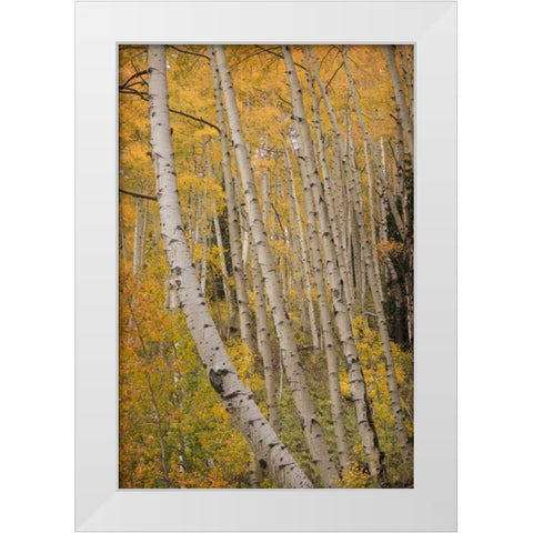 Colorado, San Juan NF Autumn-colored aspen trees White Modern Wood Framed Art Print by Grall, Don