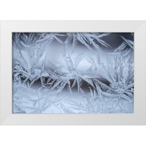 USA, Colorado, Denver Frost on a window White Modern Wood Framed Art Print by Illg, Cathy and Gordon