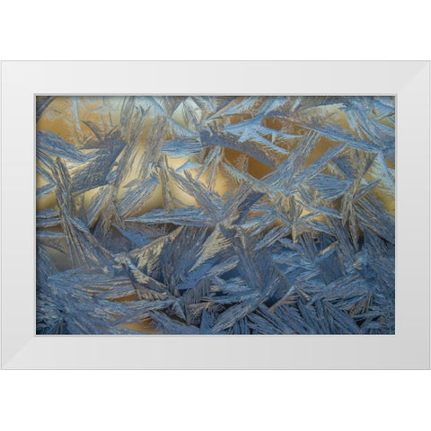 USA, Colorado, Denver Frost on a window White Modern Wood Framed Art Print by Illg, Cathy and Gordon