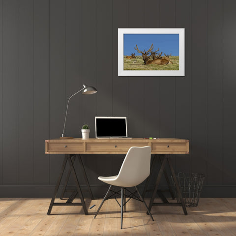 Colorado, Rocky Mountain NP Bull elks resting White Modern Wood Framed Art Print by Illg, Cathy and Gordon