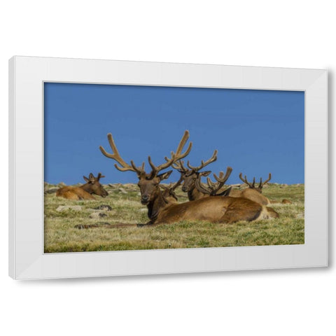 Colorado, Rocky Mountain NP Bull elks resting White Modern Wood Framed Art Print by Illg, Cathy and Gordon