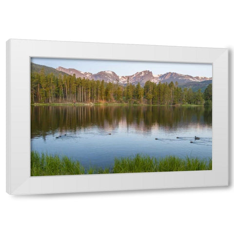 Colorado, Rocky Mountains Ducks on Sprague Lake White Modern Wood Framed Art Print by Illg, Cathy and Gordon