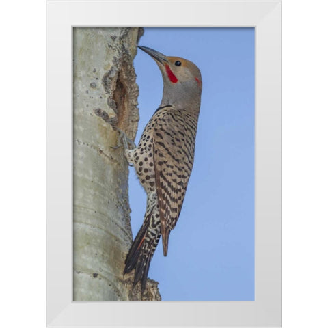CO, Rocky Mts Red-shafted flicker by nest White Modern Wood Framed Art Print by Illg, Cathy and Gordon