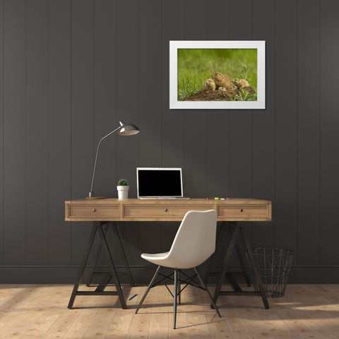 CO, Rocky Mountain Arsenal Prairie dog family White Modern Wood Framed Art Print by Illg, Cathy and Gordon