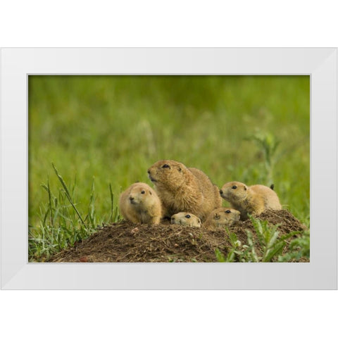 CO, Rocky Mountain Arsenal Prairie dog family White Modern Wood Framed Art Print by Illg, Cathy and Gordon
