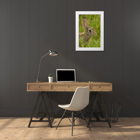 CO, Rocky Mountain Portrait of cottontail rabbit White Modern Wood Framed Art Print by Illg, Cathy and Gordon