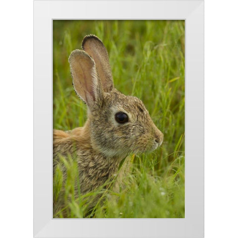 CO, Rocky Mountain Portrait of cottontail rabbit White Modern Wood Framed Art Print by Illg, Cathy and Gordon