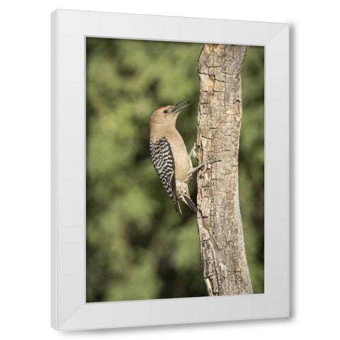 AZ, Amado Gila woodpecker on dead tree trunk White Modern Wood Framed Art Print by Kaveney, Wendy