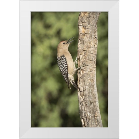 AZ, Amado Gila woodpecker on dead tree trunk White Modern Wood Framed Art Print by Kaveney, Wendy