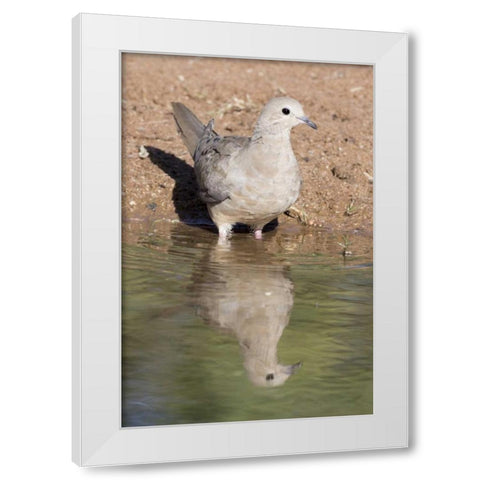 USA, Arizona, Amado Mourning dove and reflection White Modern Wood Framed Art Print by Kaveney, Wendy
