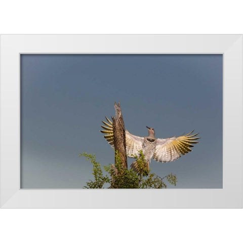 AZ, Buckeye Gilded flicker on cholla skeleton White Modern Wood Framed Art Print by Kaveney, Wendy