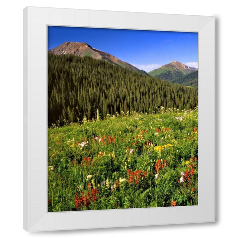 CO, Maroon Bells-Snowmass Wilderness Flowers White Modern Wood Framed Art Print by Terrill, Steve