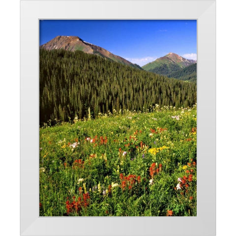CO, Maroon Bells-Snowmass Wilderness Flowers White Modern Wood Framed Art Print by Terrill, Steve