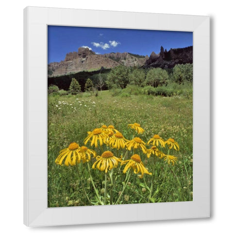 CO, Mill Creek Valley Sneezeweed blooming White Modern Wood Framed Art Print by Terrill, Steve