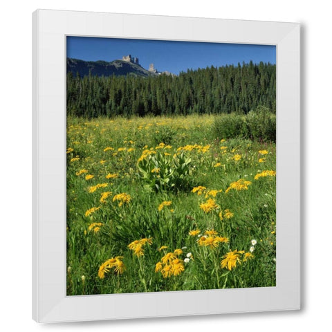 CO, West Elks Wilderness Sneezeweed blooming White Modern Wood Framed Art Print by Terrill, Steve