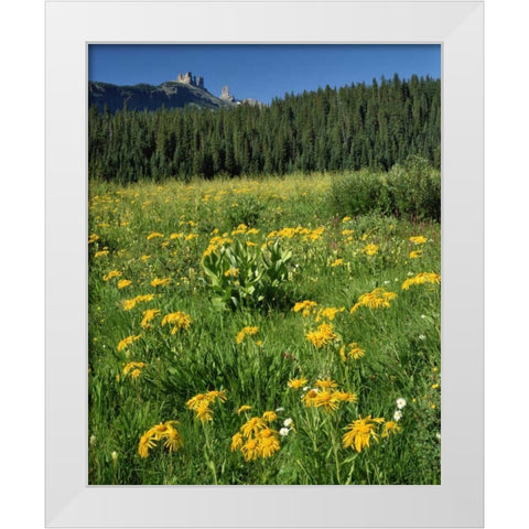 CO, West Elks Wilderness Sneezeweed blooming White Modern Wood Framed Art Print by Terrill, Steve