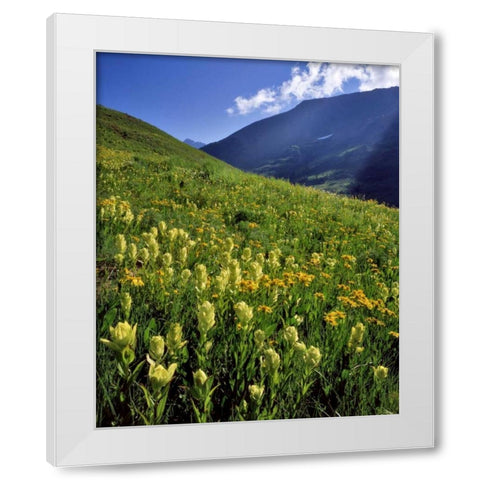CO, Gunnison NF Sulfur paintbrush and groundsel White Modern Wood Framed Art Print by Terrill, Steve