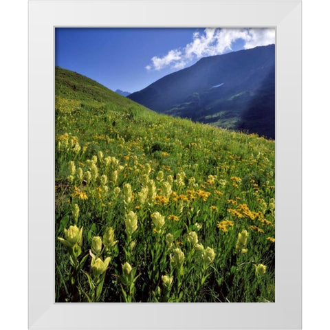 CO, Gunnison NF Sulfur paintbrush and groundsel White Modern Wood Framed Art Print by Terrill, Steve