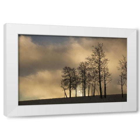 CO, Pike NF Sunrise on clouds and aspen trees White Modern Wood Framed Art Print by Grall, Don