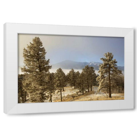 Colorado, Pike NF Frost on Ponderosa Pine trees White Modern Wood Framed Art Print by Grall, Don