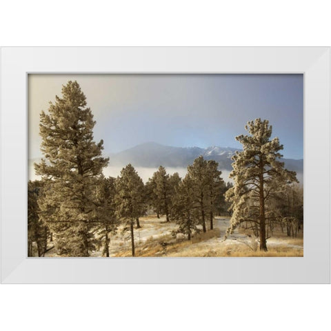 Colorado, Pike NF Frost on Ponderosa Pine trees White Modern Wood Framed Art Print by Grall, Don