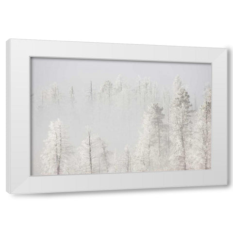 Colorado, Pike NF Trees with hoarfrost in fog White Modern Wood Framed Art Print by Grall, Don