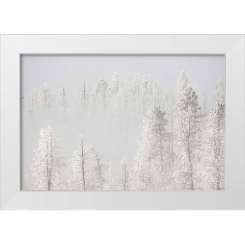 Colorado, Pike NF Trees with hoarfrost in fog White Modern Wood Framed Art Print by Grall, Don