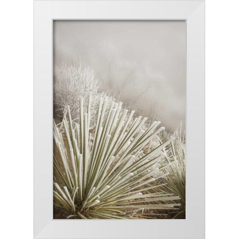 CO, Pike NF Soapweed yucca covered in hoarfrost White Modern Wood Framed Art Print by Grall, Don